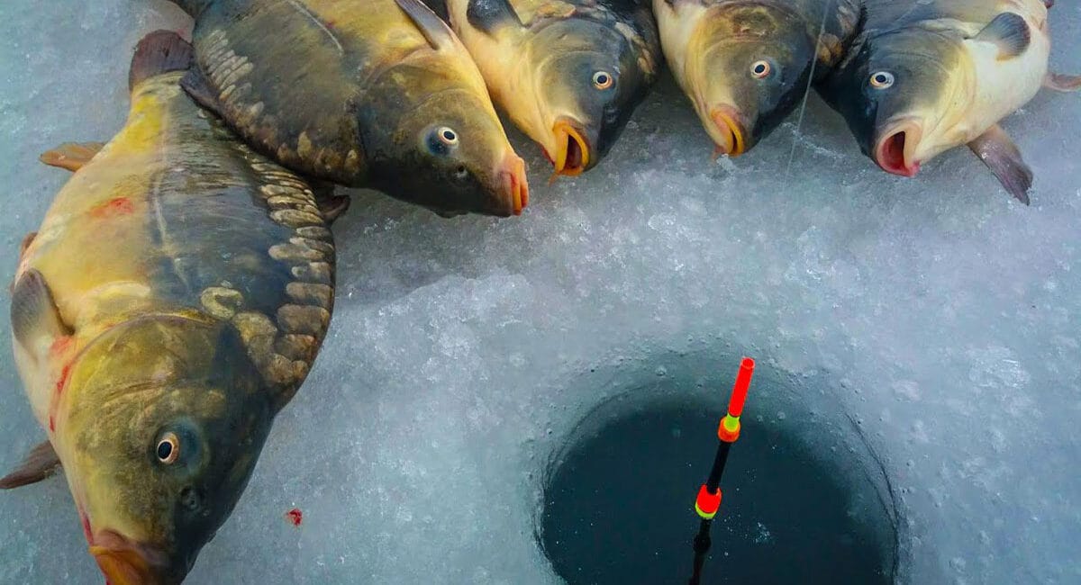 Зимова риболовля на коропа: міф чи реальність?