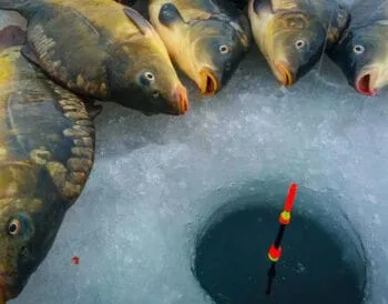 Зимова риболовля на коропа: міф чи реальність?