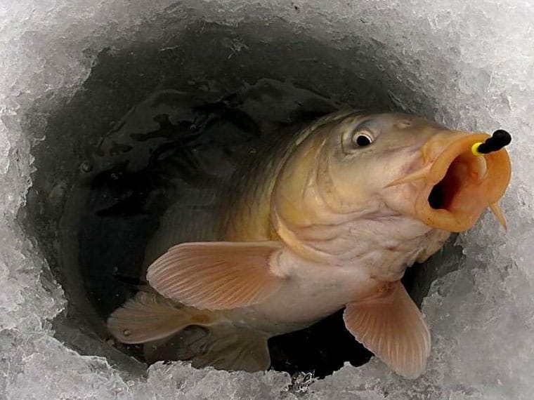 Ловля коропа взимку