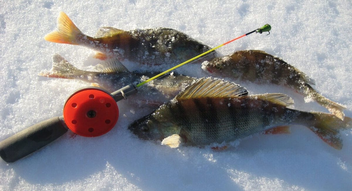 Зимова хитрість: як ефективно ловити велику рибу з двома лунками