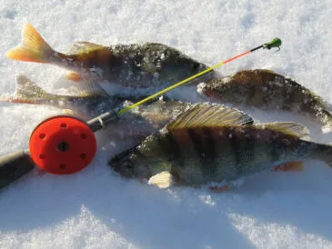 Зимова хитрість: як ефективно ловити велику рибу з двома лунками