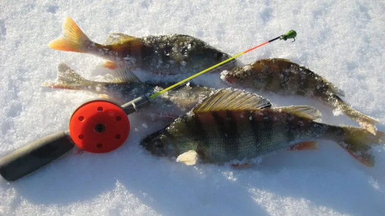 Зимова хитрість: як ефективно ловити велику рибу з двома лунками