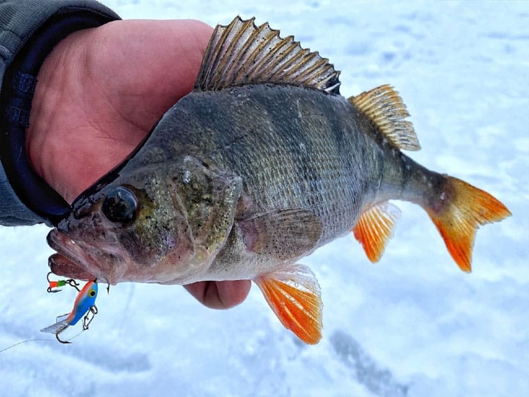 У яку погоду найкраще ловити окуня взимку?