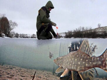 На що краще клює щука взимку: воблер чи живець?