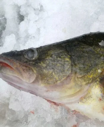 Секрети успішної зимової риболовлі на судака: балансири чи блешні?