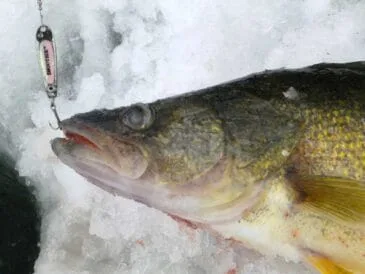 Секрети успішної зимової риболовлі на судака: балансири чи блешні?