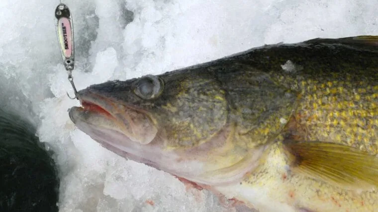 Секрети успішної зимової риболовлі на судака: балансири чи блешні?