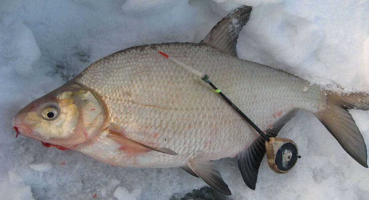 Риболовля на ляща взимку: де шукати і як ловити?