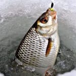 Рыбалка на леща зимой: где искать и как ловить?