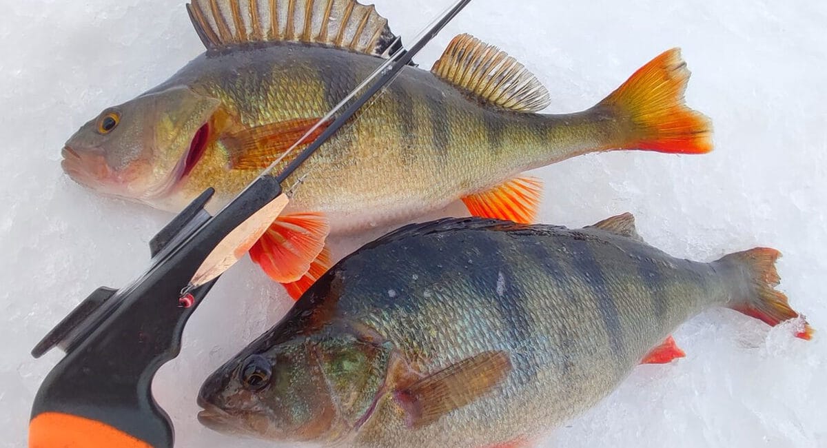 Лучшие проводки для зимней рыбалки: как обмануть окуня