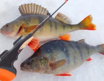 Лучшие проводки для зимней рыбалки: как обмануть окуня