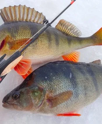 Лучшие проводки для зимней рыбалки: как обмануть окуня