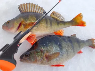 Лучшие проводки для зимней рыбалки: как обмануть окуня