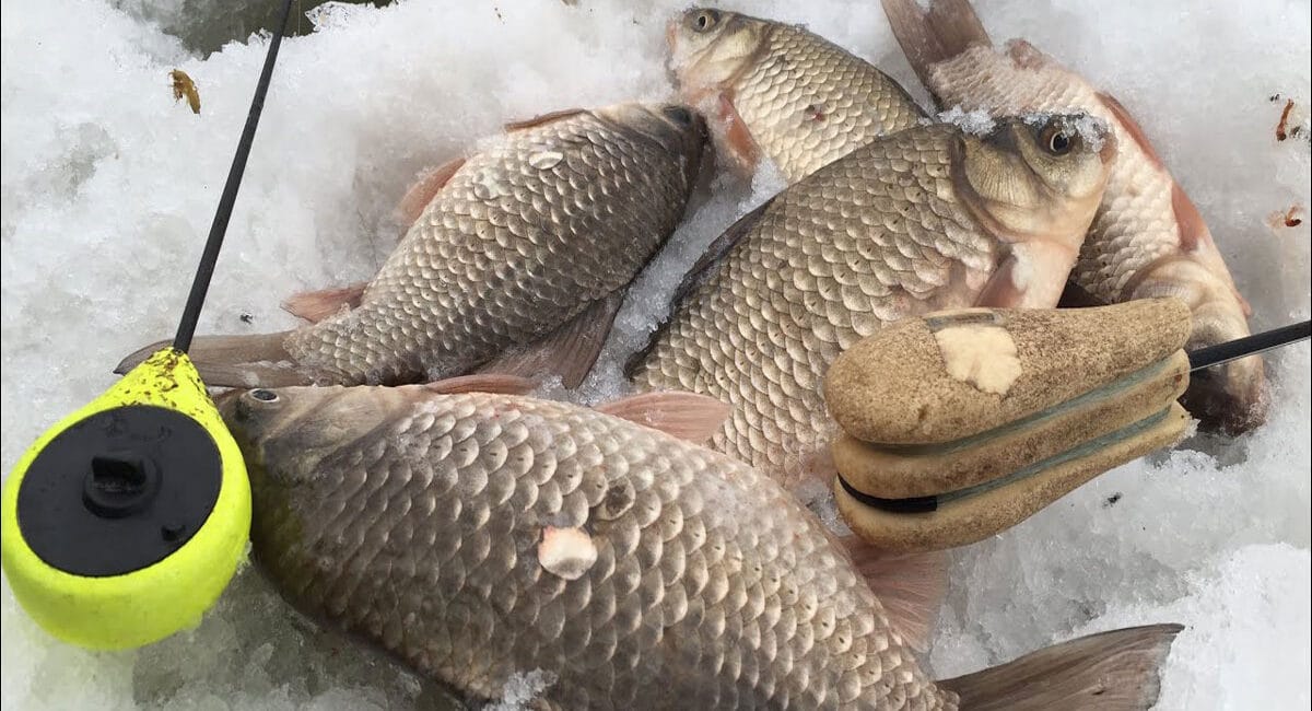 Як ловити карася взимку з льоду?