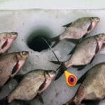 Балансиры на окуня: секреты выбора цвета и формы