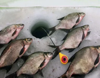 Клювання при кожному закиданні: чим приманити рибу взимку