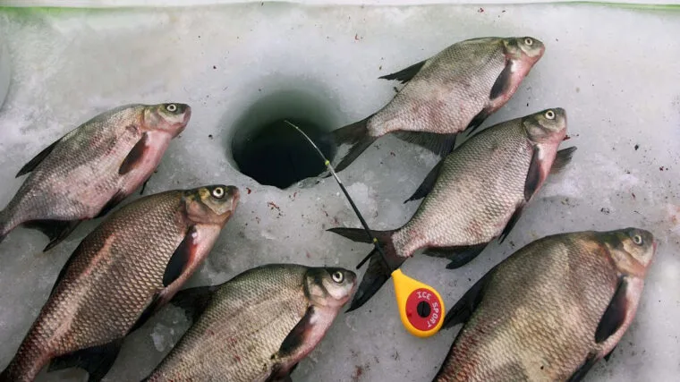 Клювання при кожному закиданні: чим приманити рибу взимку