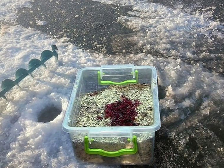 Секреты прикармливания лунки