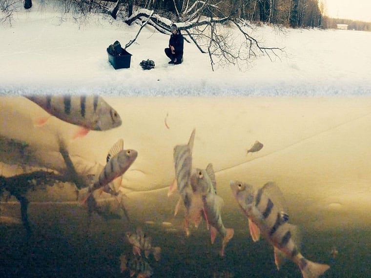 Почему рыба не клюет зимой: недостаток кислорода