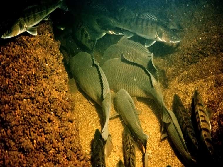 Почему рыба не клюет зимой: неправильное место рыбалки