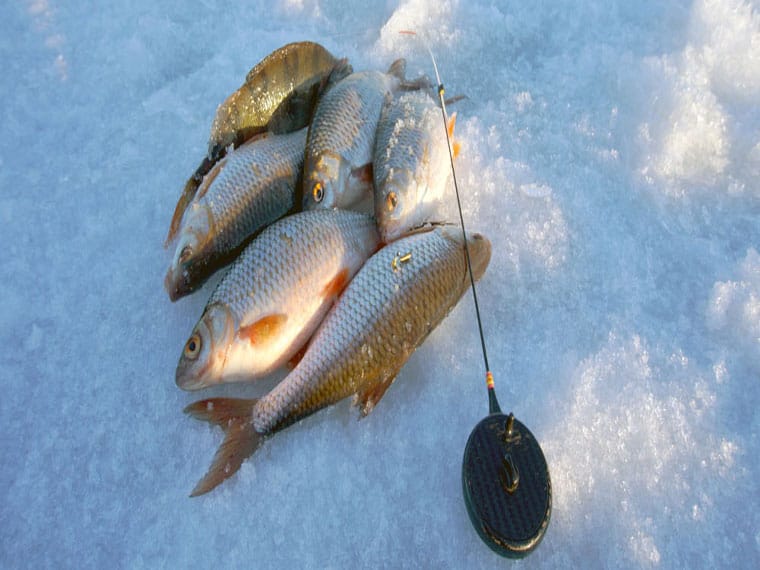 Почему рыба не клюет зимой: погода и атмосферное давление