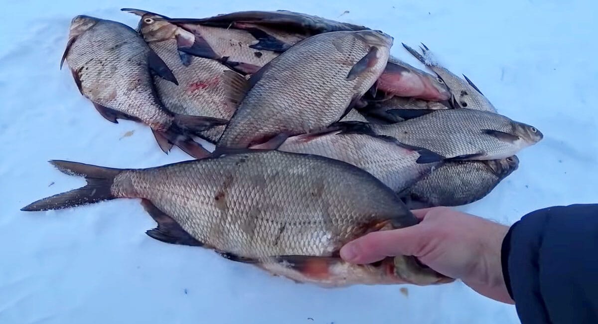 Как ловить леща зимой на коромысло?