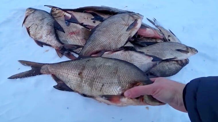 Как ловить леща зимой на коромысло?