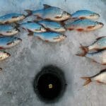 5 ошибок при ловле окуня зимой, которые делают даже опытные рыболовы