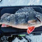 Щука, окунь и декабрьский дождь: отчет о рыбалке на Псле