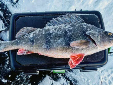 5 помилок під час лову окуня взимку