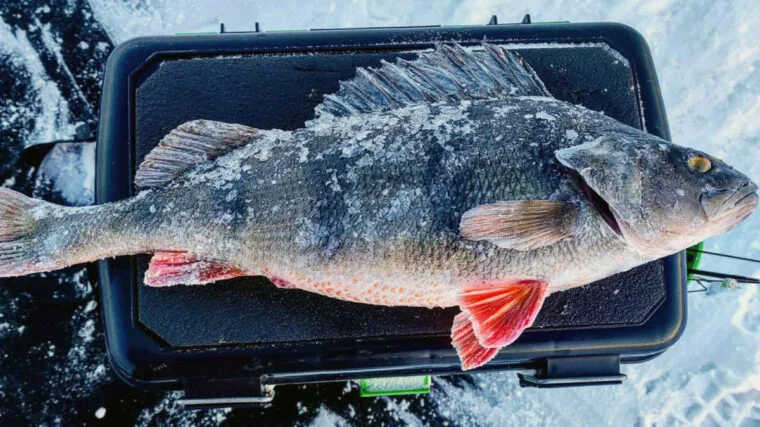 5 помилок під час лову окуня взимку