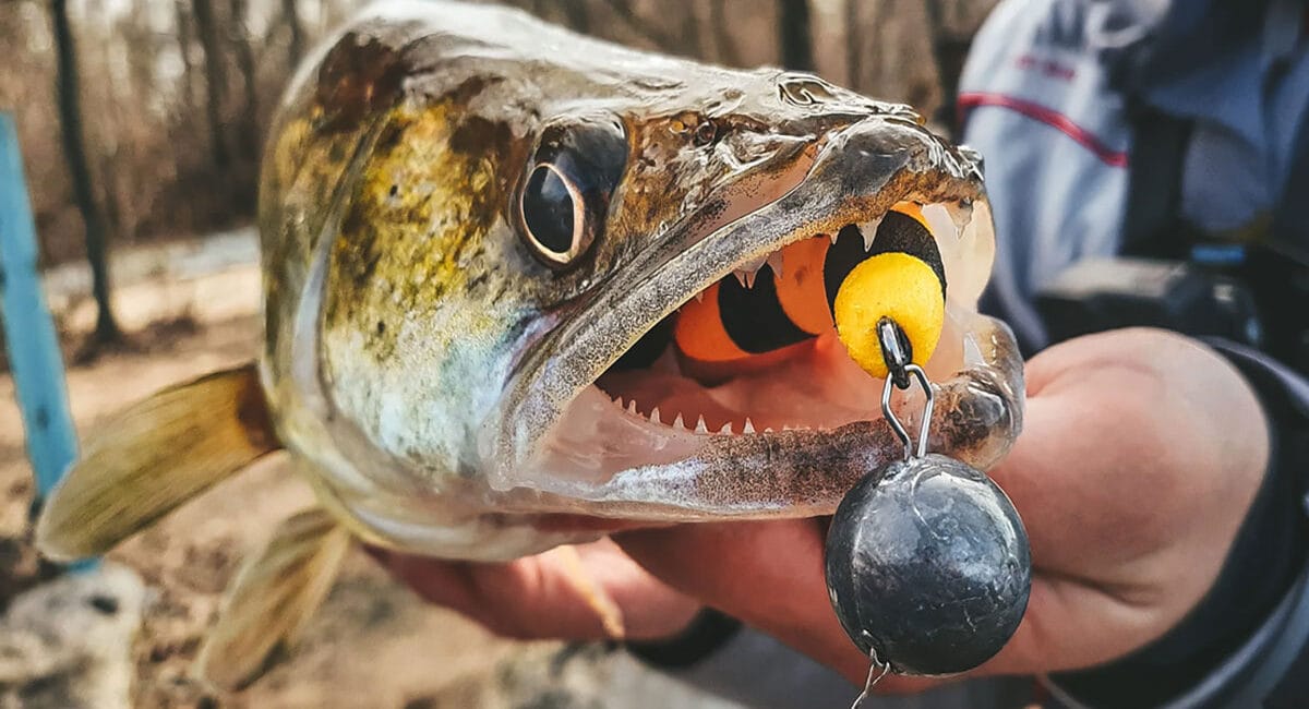 Мандула: секрети джигової приманки для лову хижака