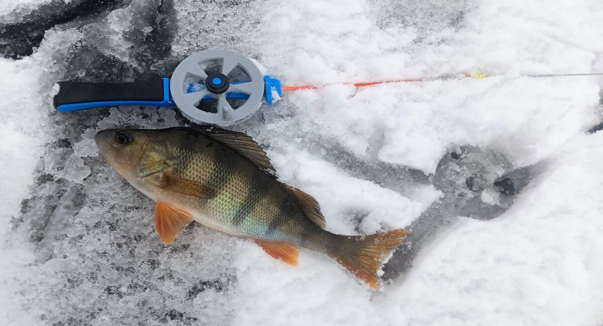 Відкриття зимового сезону: вдала риболовля на балансири, мормишки та жерлиці