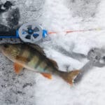 Мандула: секреты джиговой приманки для ловли хищника