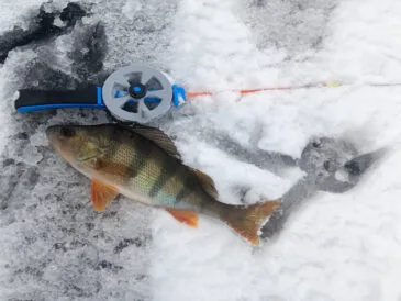 Відкриття зимового сезону: вдала риболовля на балансири, мормишки та жерлиці