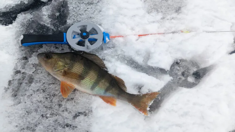 Відкриття зимового сезону: вдала риболовля на балансири, мормишки та жерлиці