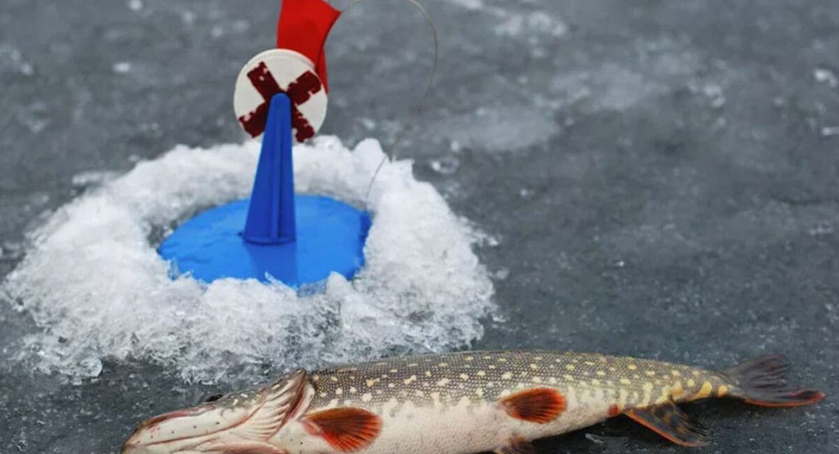 Ловля щуки по першому льоду на жерлиці