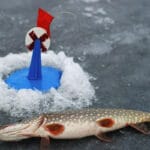 Открытие зимнего сезона: удачная рыбалка на балансиры, мормышки и жерлицы