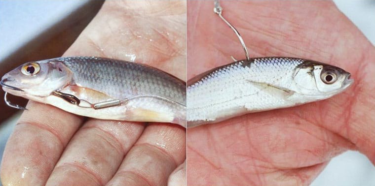 Живець для лову щуки на жерлиці