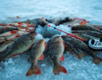 Календар рибалки на січень 2025