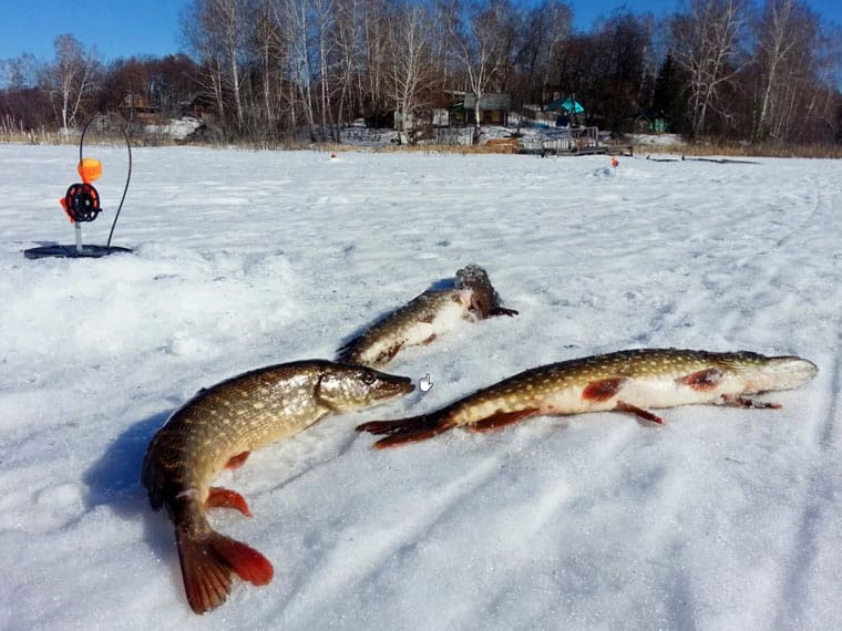 Как выбрать место для рыбалки в январе