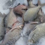 Рыбалка на карася в январе 2025: особенности и советы