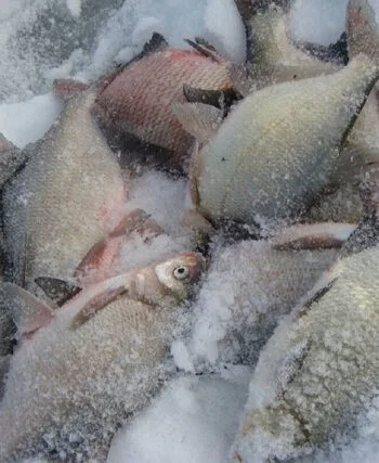 Риболовля на ляща в січні 2025: поради для успішного лову