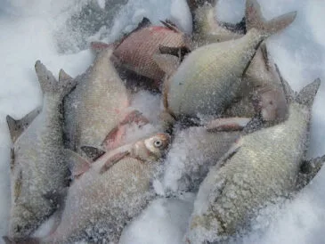 Риболовля на ляща в січні 2025: поради для успішного лову