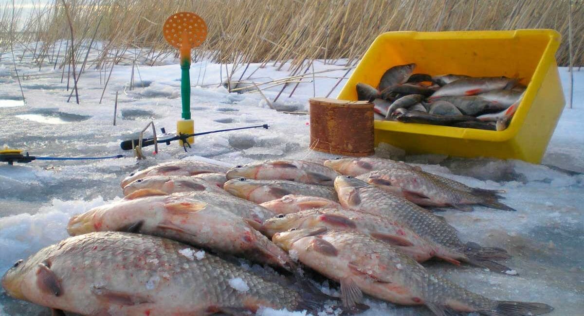 Риболовля на карася в січні 2025