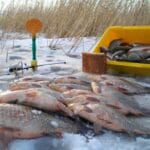 Риболовля на судака в січні 2025: секрети вдалого улову і найкращі місця для лову