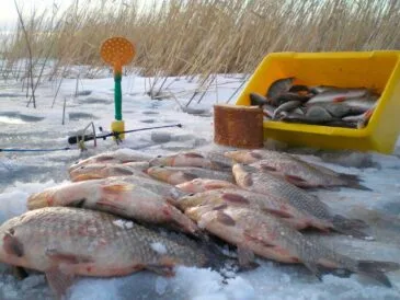 Риболовля на карася в січні 2025
