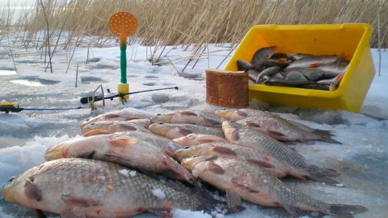 Риболовля на карася в січні 2025