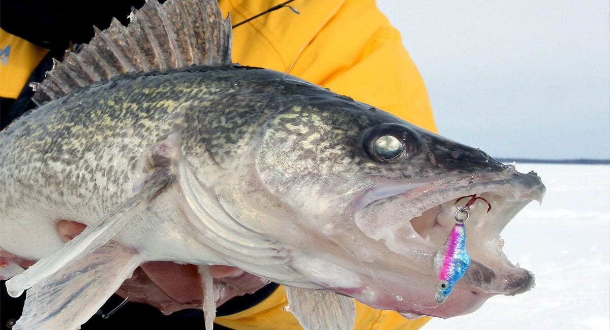 Риболовля на судака в січні