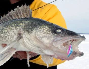 Риболовля на судака в січні